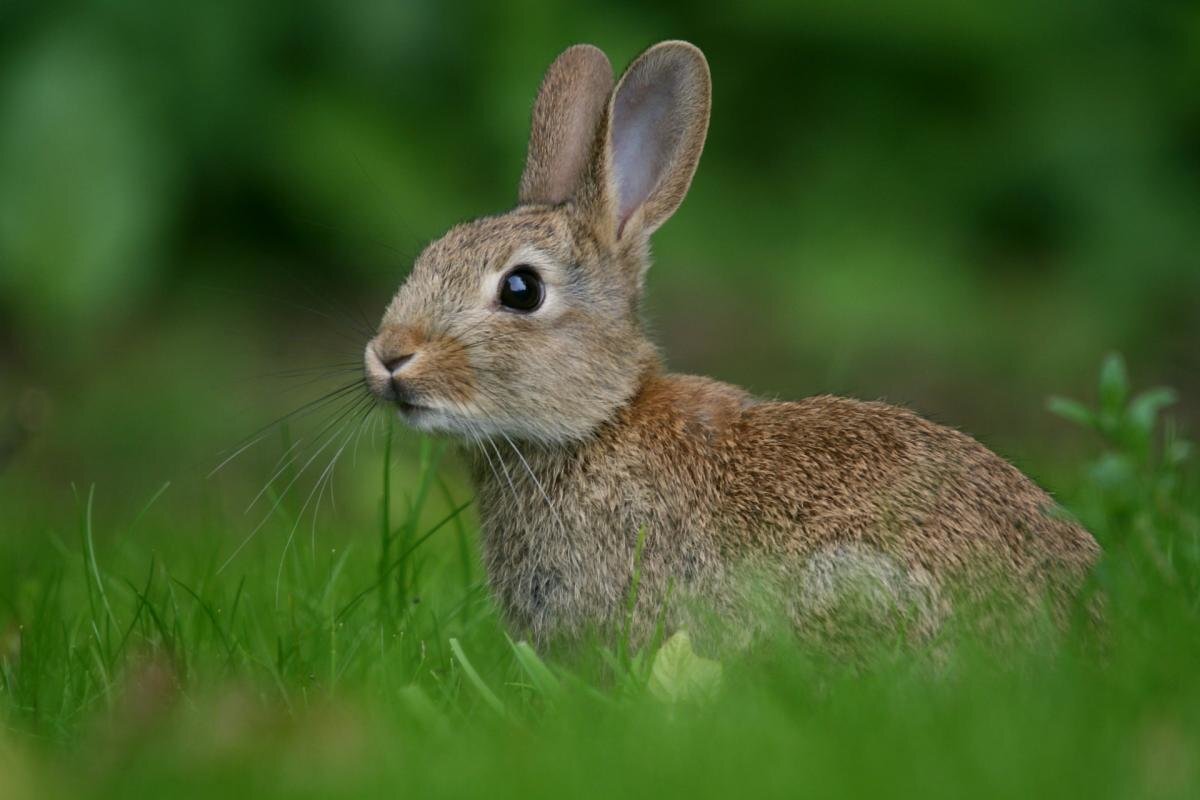 Потенциальный родственник лошади. Фото с сайта https://avatars.mds.yandex.ne
