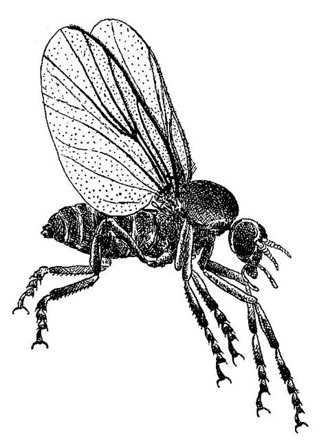 Рисунок этого любителя крови