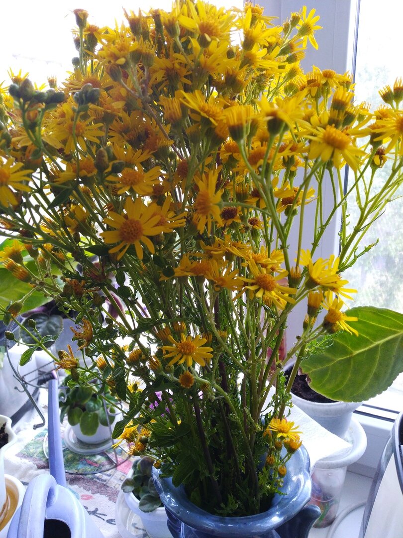 В вазах держу цветы, а если цветов нет, то бросаю денежку. Фото автора