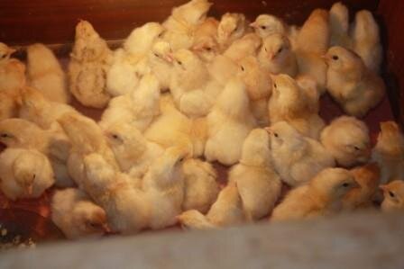 Для обмена веществ и развития зародышу в яйце, как и взрослой птице (или рептилии), нужно вдыхать кислород и отводить продукт метаболизма — углекислый газ.