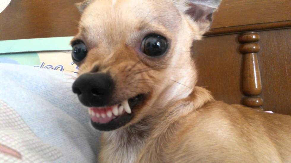 Эта очень злая и бесстрашная порода её вероятность что она вас укусит выше чем у питбуля или немецкой овчарки 