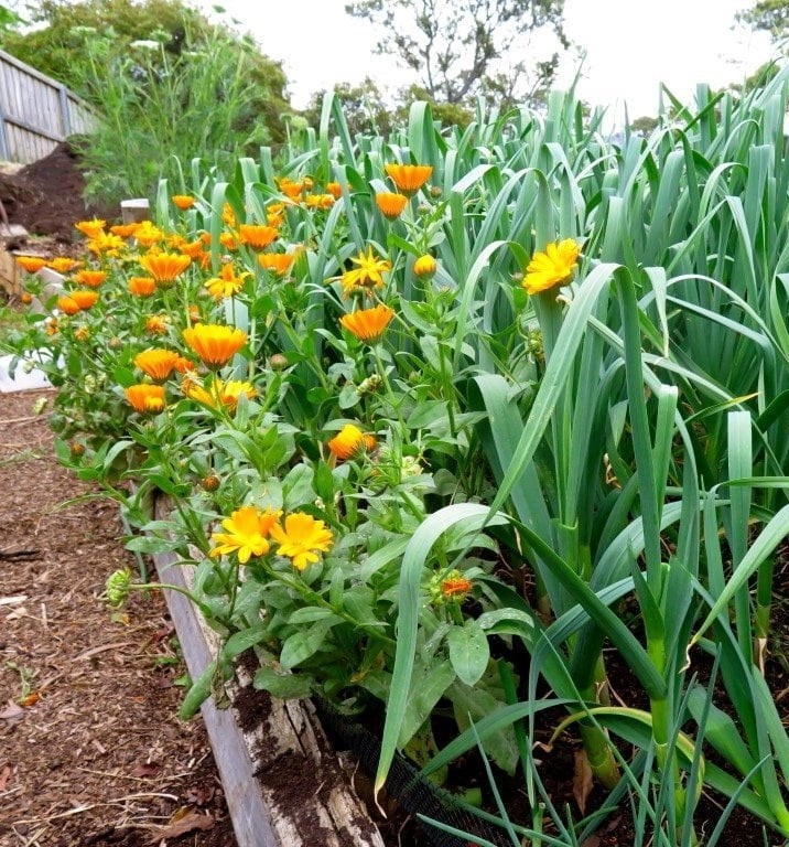 "Цветы в чесноке"