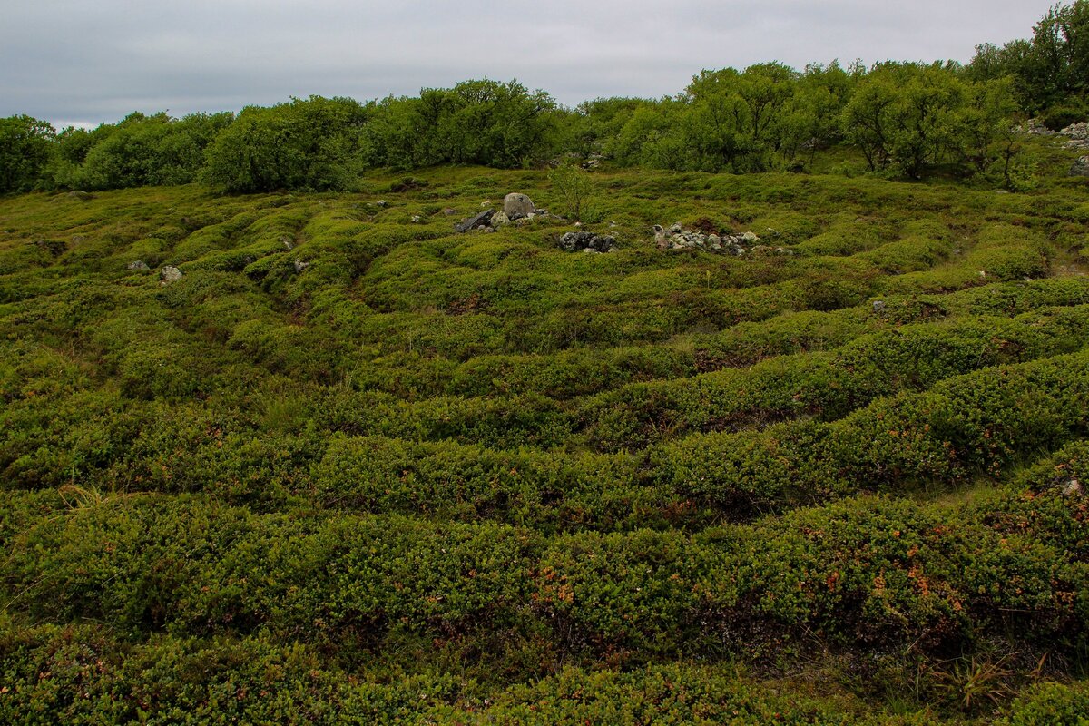 Заяцкий остров камни отрицательная энергия. Лабиринты заяцкого острова настоящая загадка соловецкого архипелага. Лабиринт (соловецкие острова, россия). Лабиринты заяцкого острова настоящая загадка соловецкого архипелага. Лабиринты заяцкого острова настоящая загадка соловецкого архипелага.