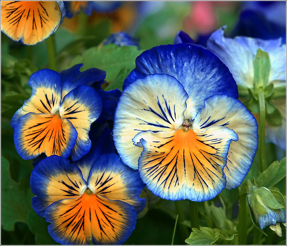 Виола как море. Анютины глазки (Viola Tricolor). Анютины глазки (Viola wittrockiana). Анютины глазки Виола сорт голубые. Анютины глазки цветы голубые.