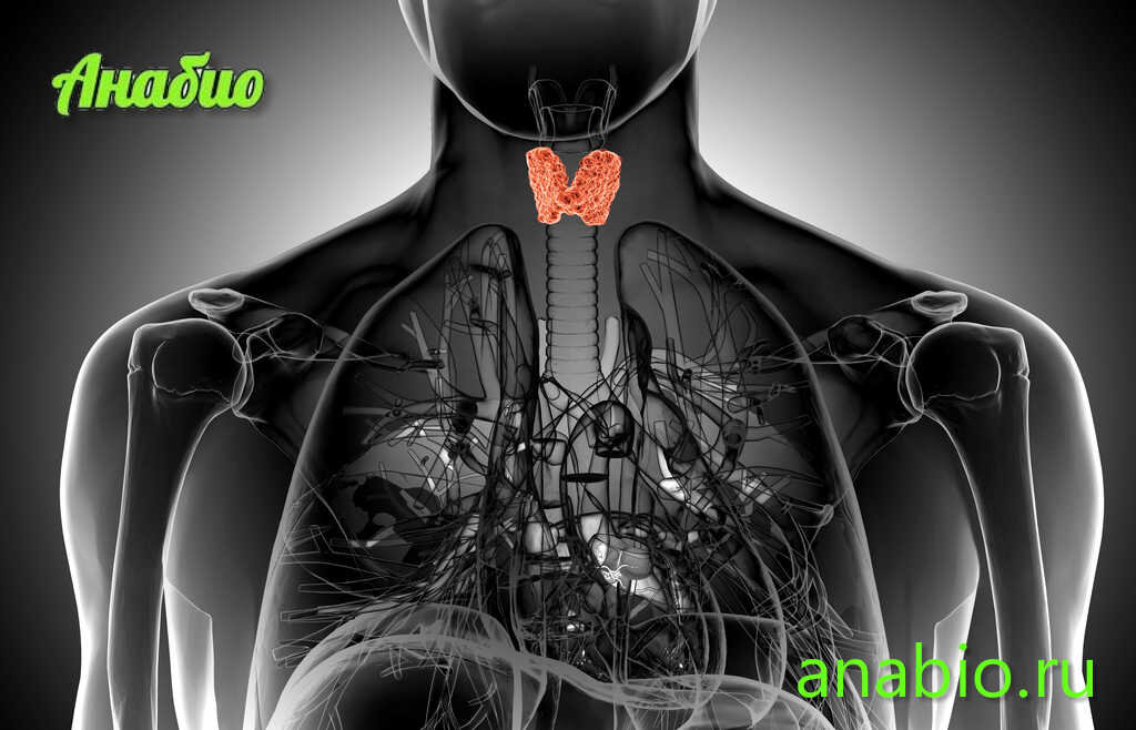 Щитовидная железа