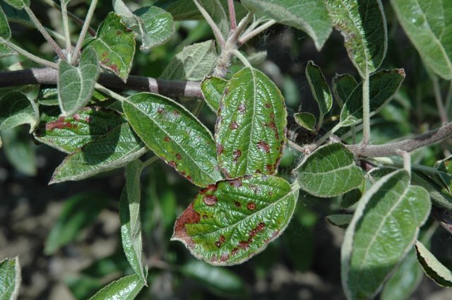 Листовая пятнистость на яблоне