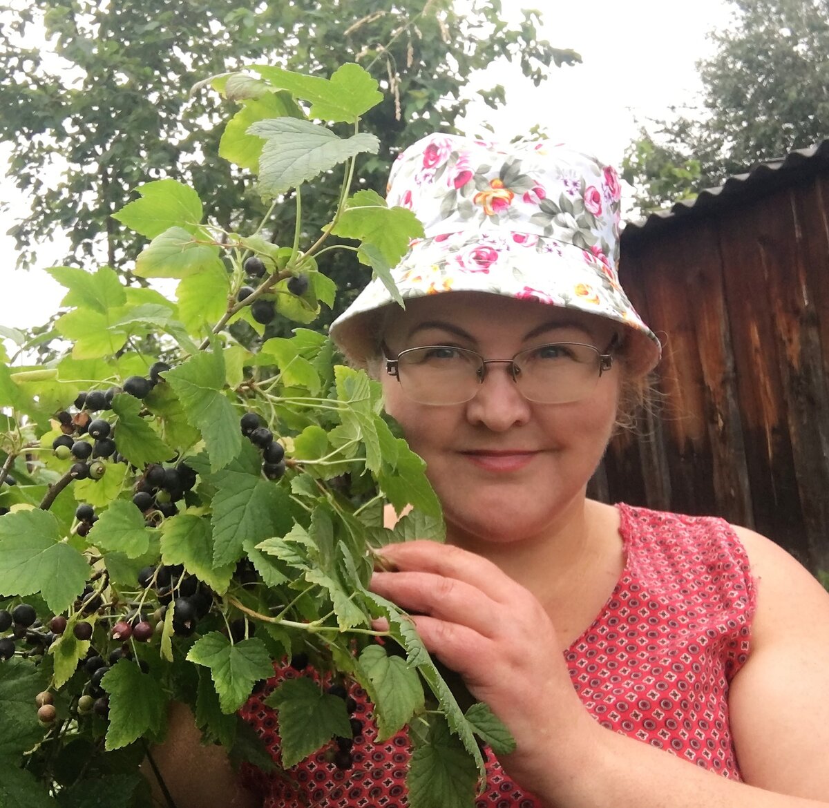 А я делаю так. Подкормка для смородины, чтобы снимать по ведру ягод с куста  | Сибирский сад Оксаны Артеменко | Дзен