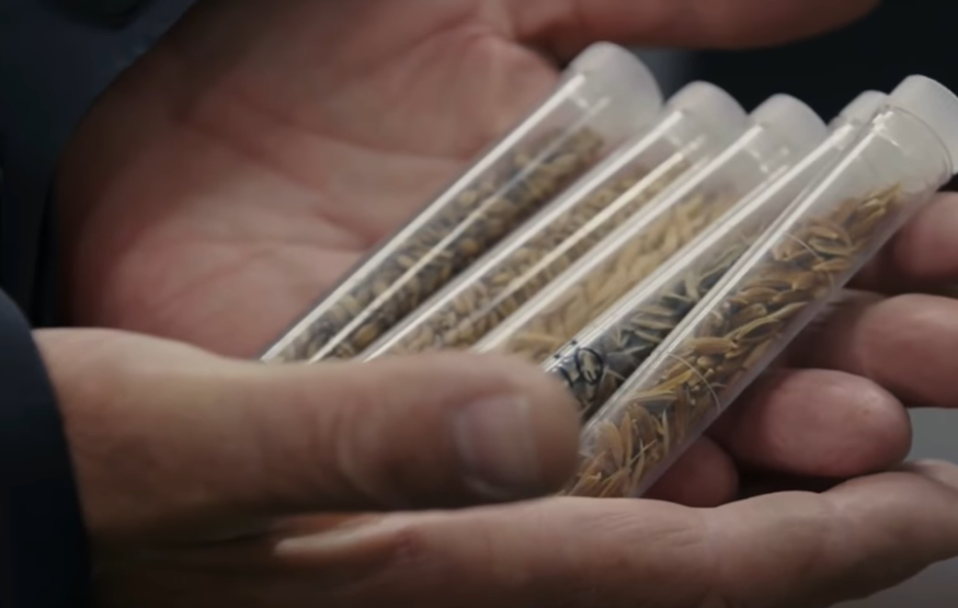 В таких пробирках хранятся семена