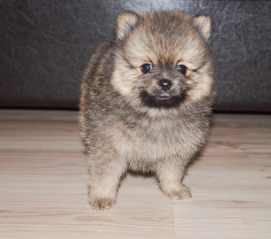 у нас нигде нет ковров 🙂