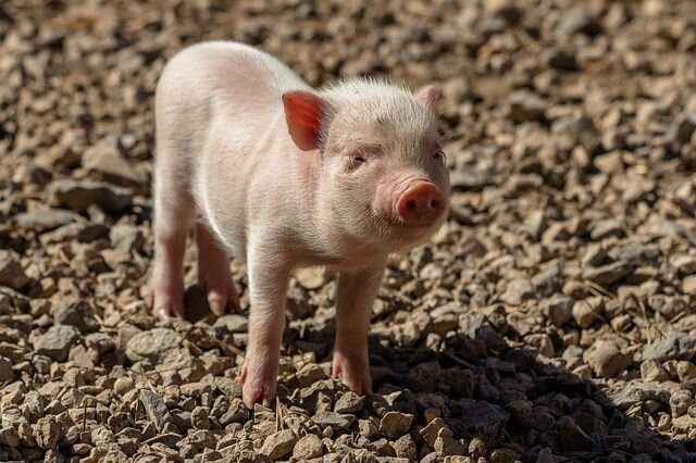 Трудно ли выращивать свиней на мясо
