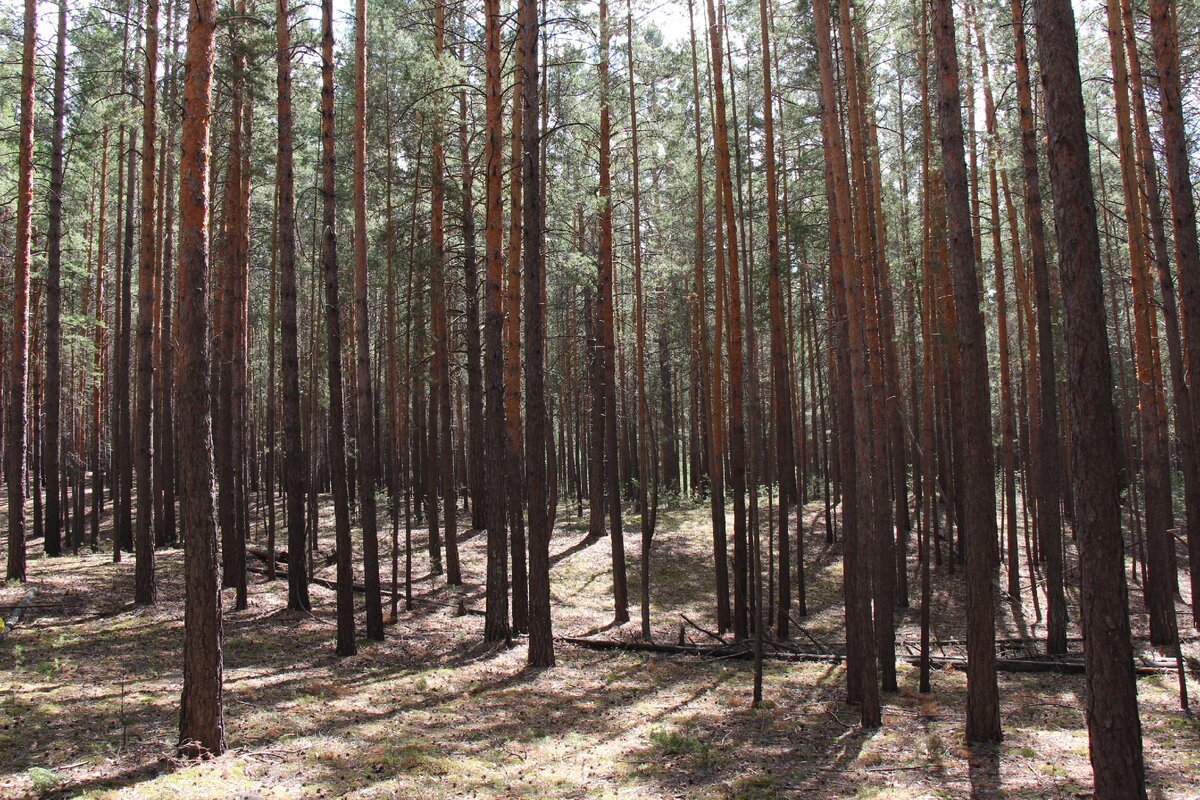 Караканский бор фото в новосибирской области