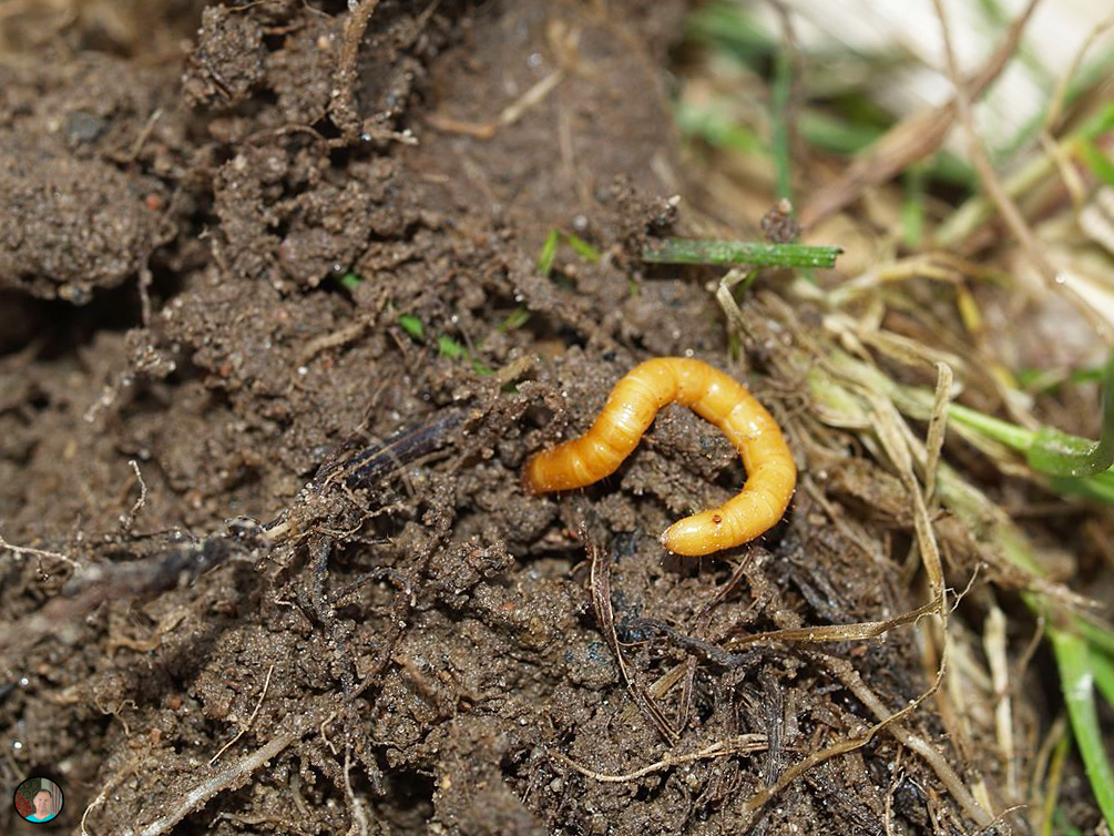 Проволочник