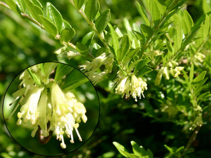 Жимолость шапочная (лат. Lonicera pileata)