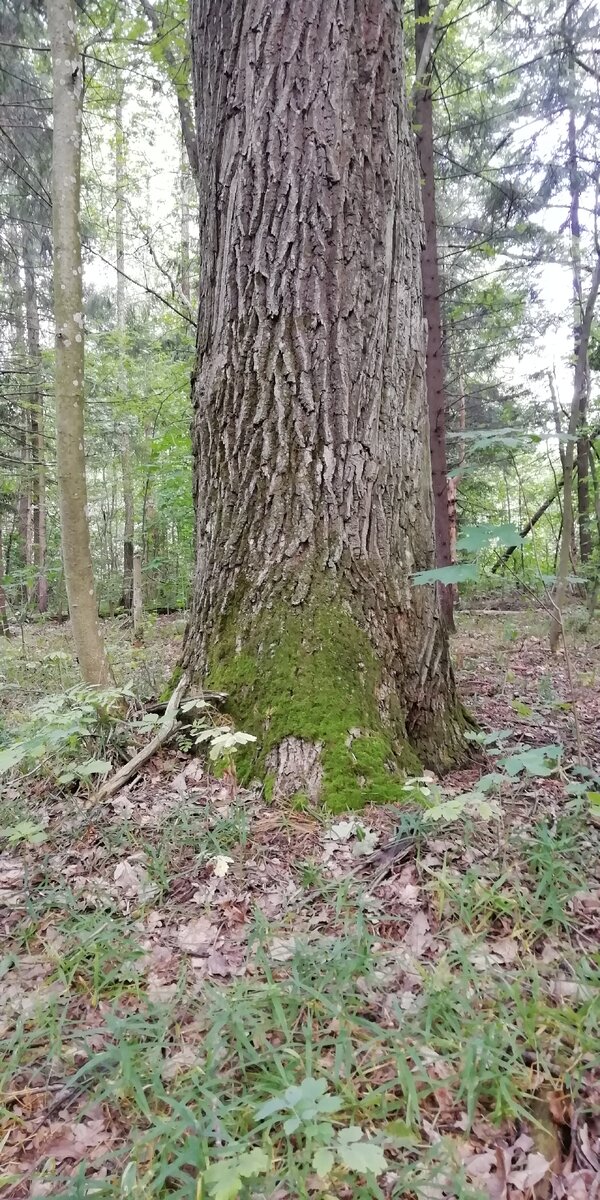 Красавец, полтора моих обхвата, т. е. диаметр около 80 сантиметров. Фото автора. 