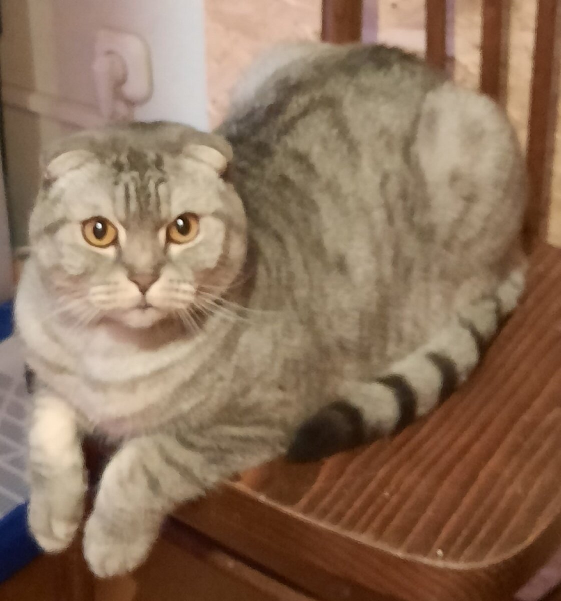 Мой любимый котик.