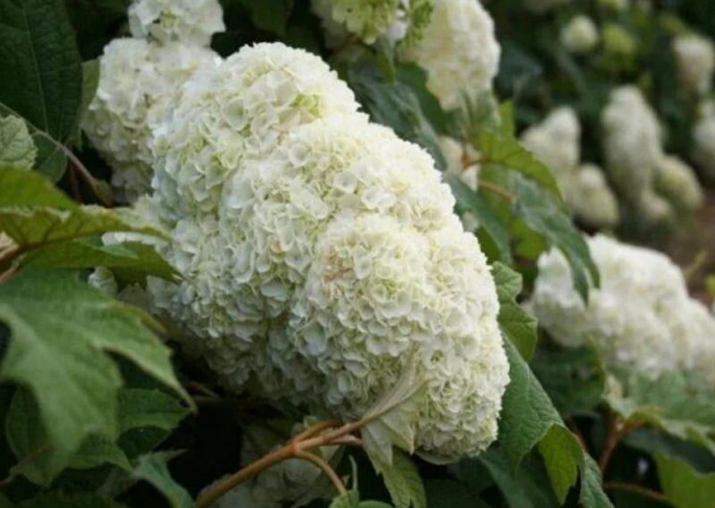 Гортензия дуболистная сорт Гармония 