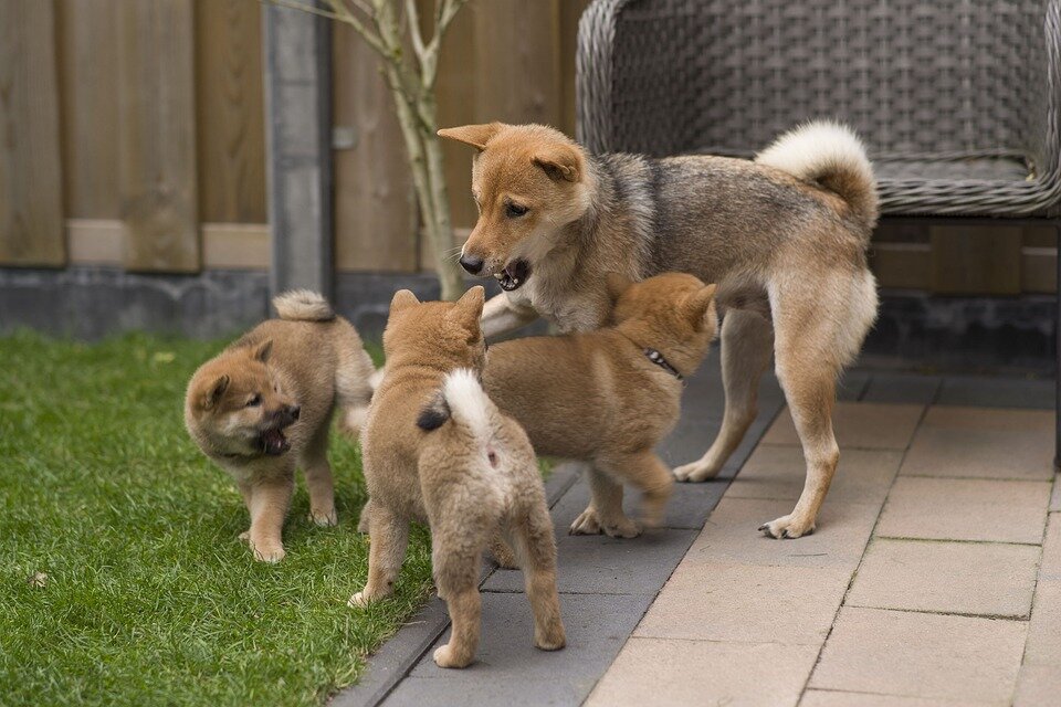 Собаки породы шиба-ину обитали в Японии с древних времен. Останки таких собак были найдены в раскопах, датированных500 годам до нашей эры.-2