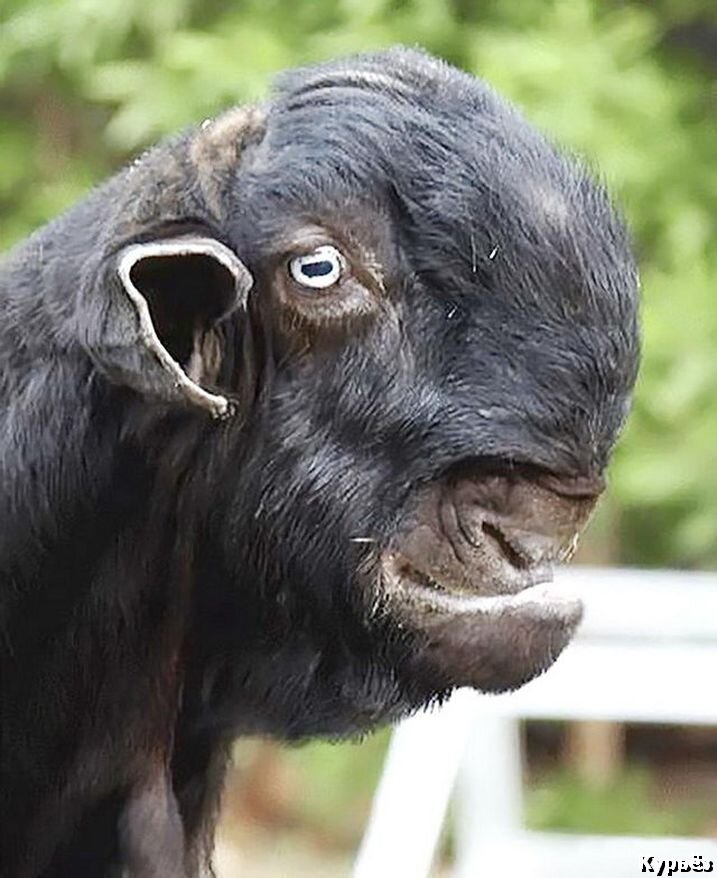 Дамасская коза (Ист. изобр. https://pc-polzovatel.ru/)