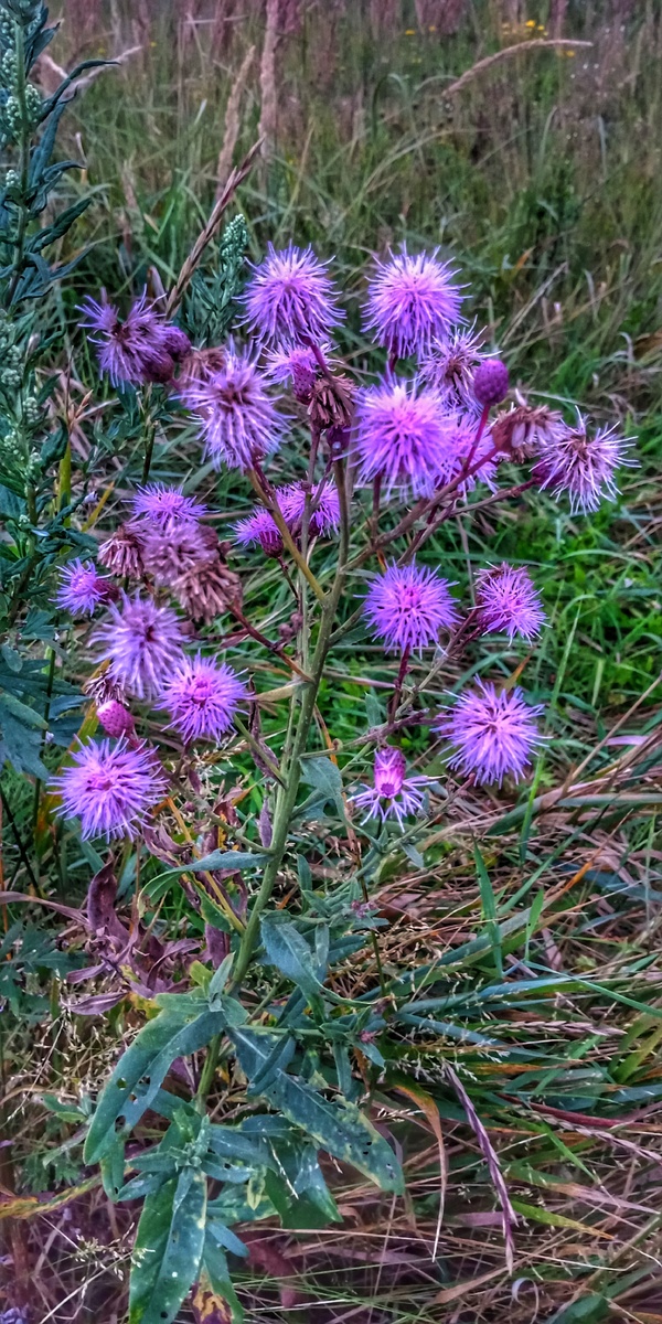 Повсеместно растущий бодяк полевой является трудноискоренимым сорняком. Его лиловые соцветия часто «украшают» посевы, а его живучесть объясняется строением корневой системы. Она у него имеет сильно развитую систему боковых корней, способных давать корневые отпрыски – новые побеги.