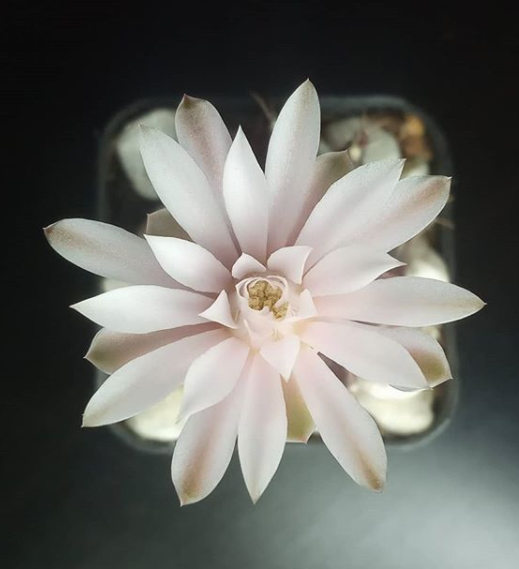 Вот так кактус