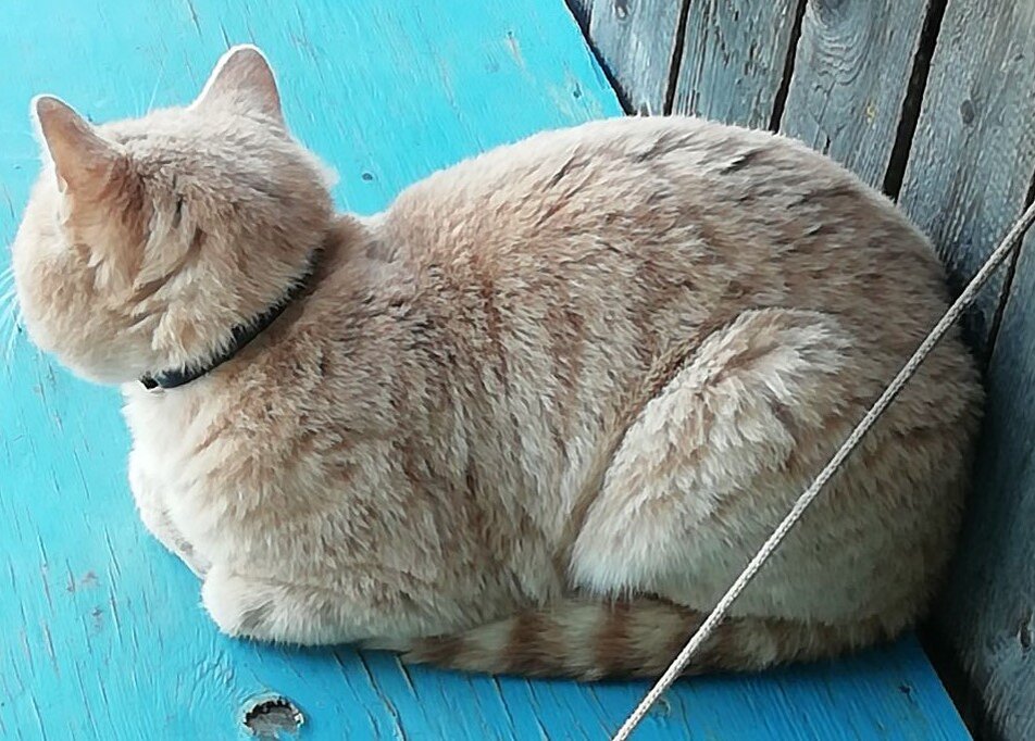 Это мой котик.