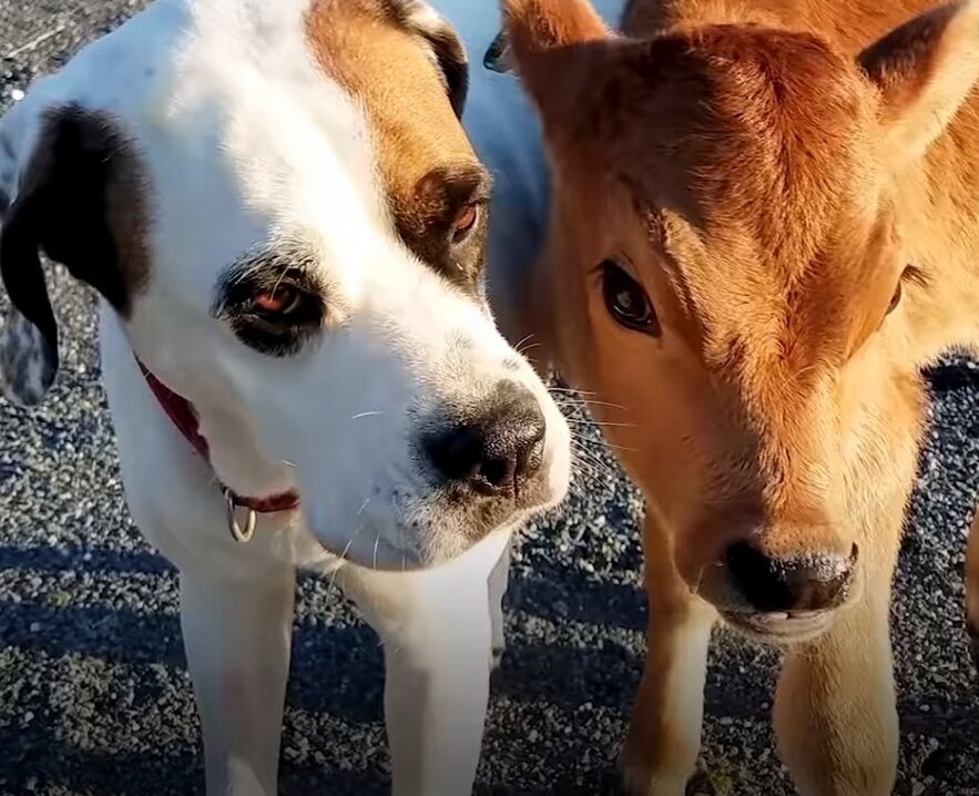 скрин с youtube (взят исключительно с целью показать героев истории)