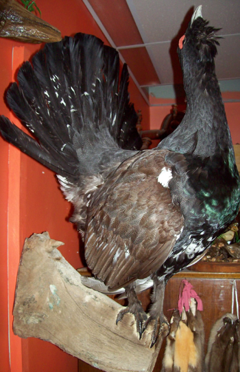 Огромный глухарь