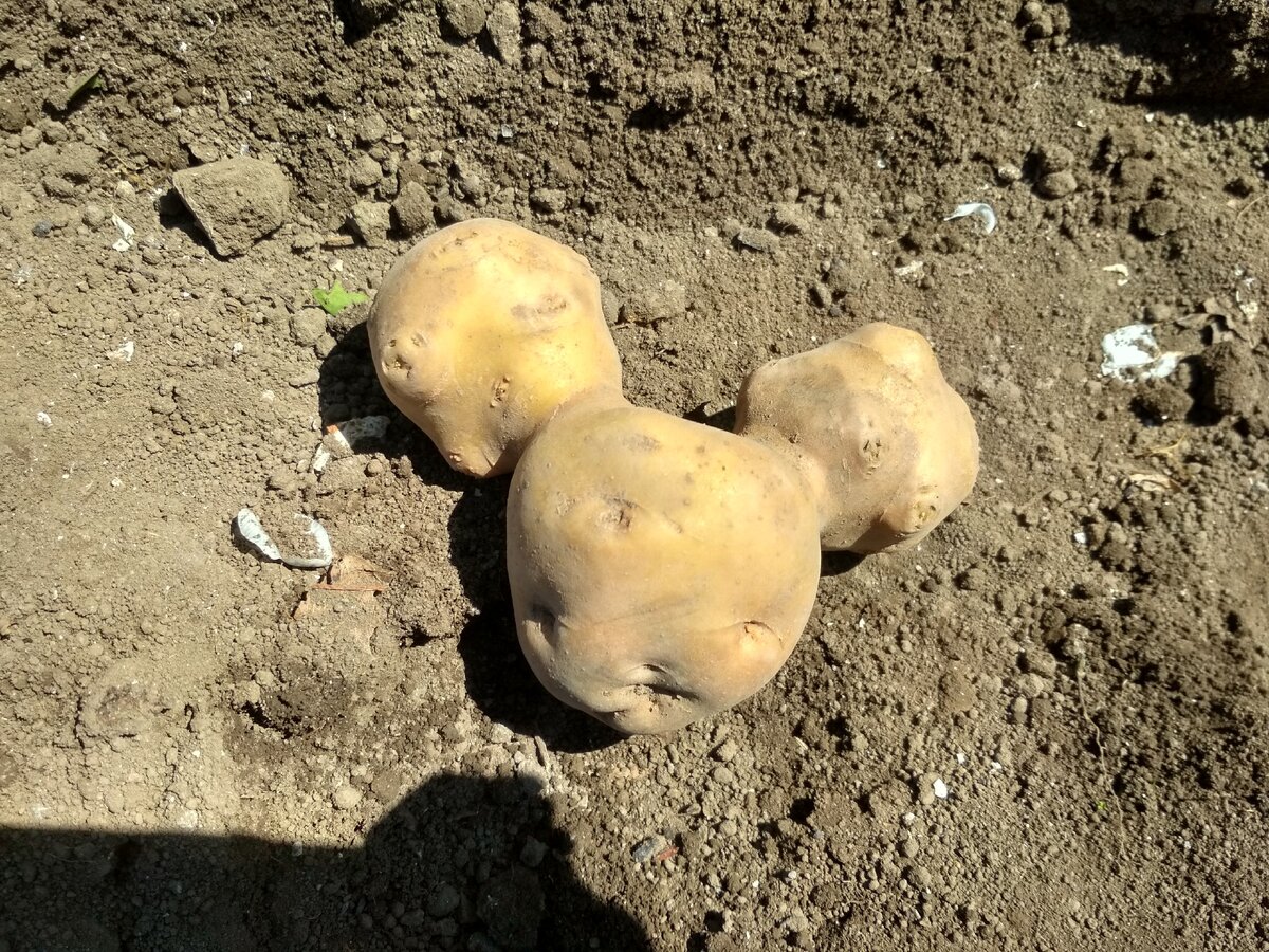 Заморозка картофеля