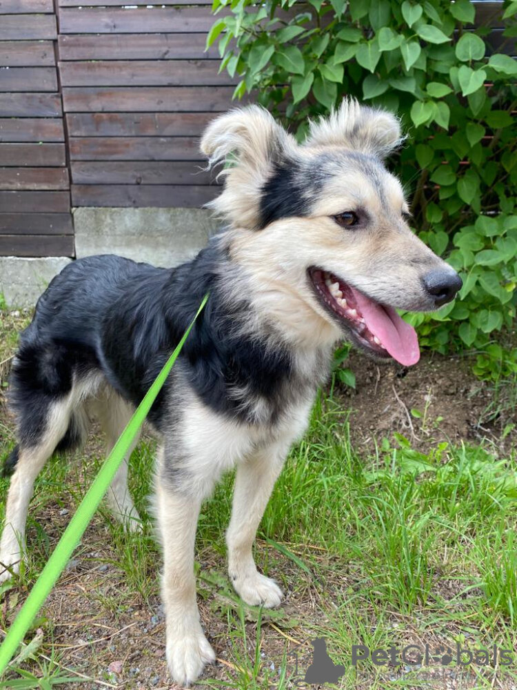 Щенок ищет семью