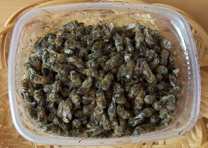 Пчелиный подмор: рецепты для суставов