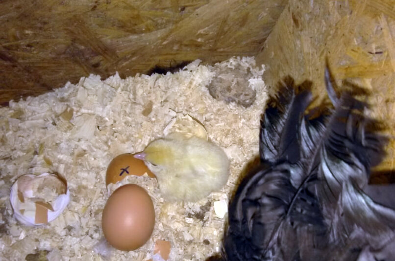 Вылупившийся цыпленок в курятнике