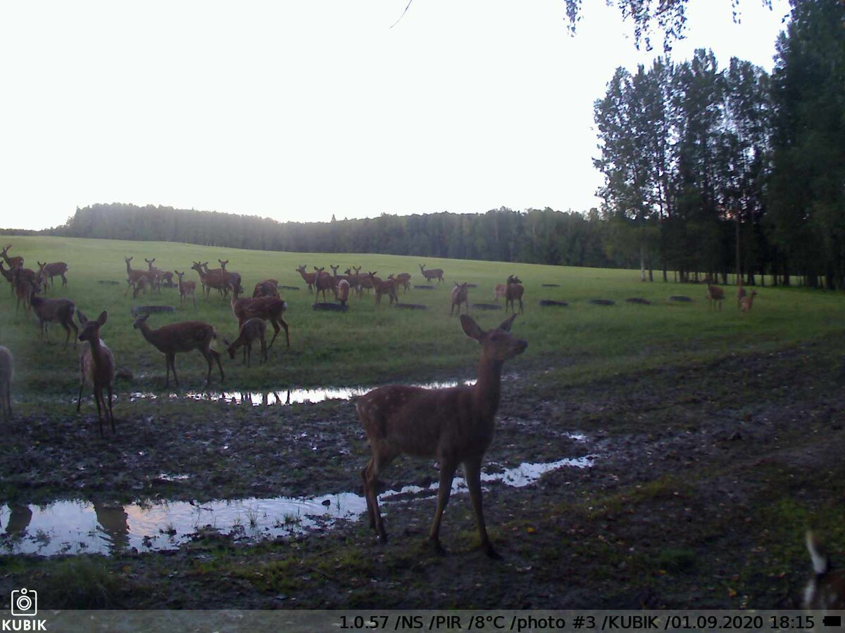 Проявляет интерес)