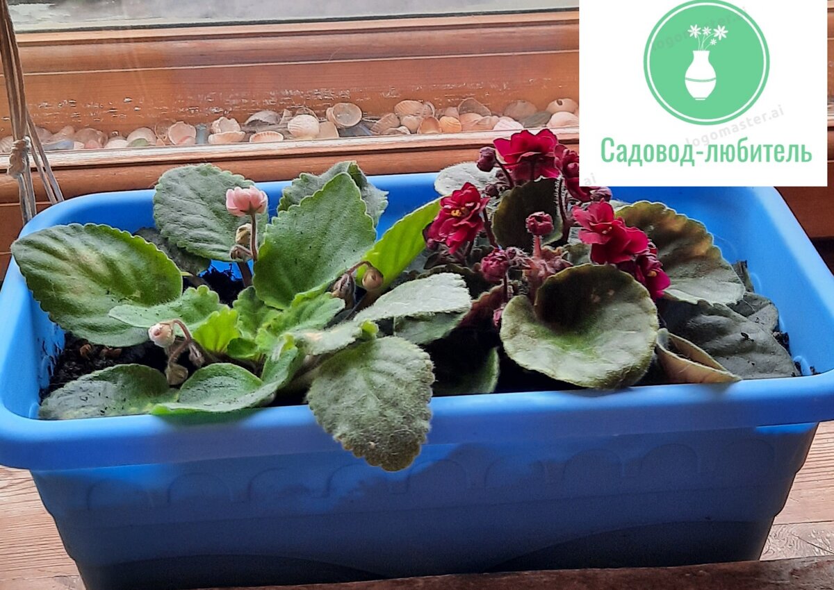 Фиалка в тазу.