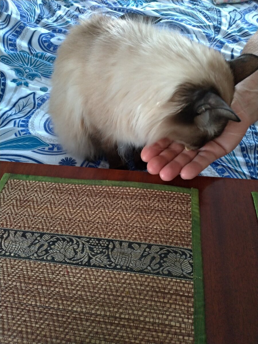 как положено члену семьи уселся за стол. Похоже, скоро накрывать будем на 3 персоны.