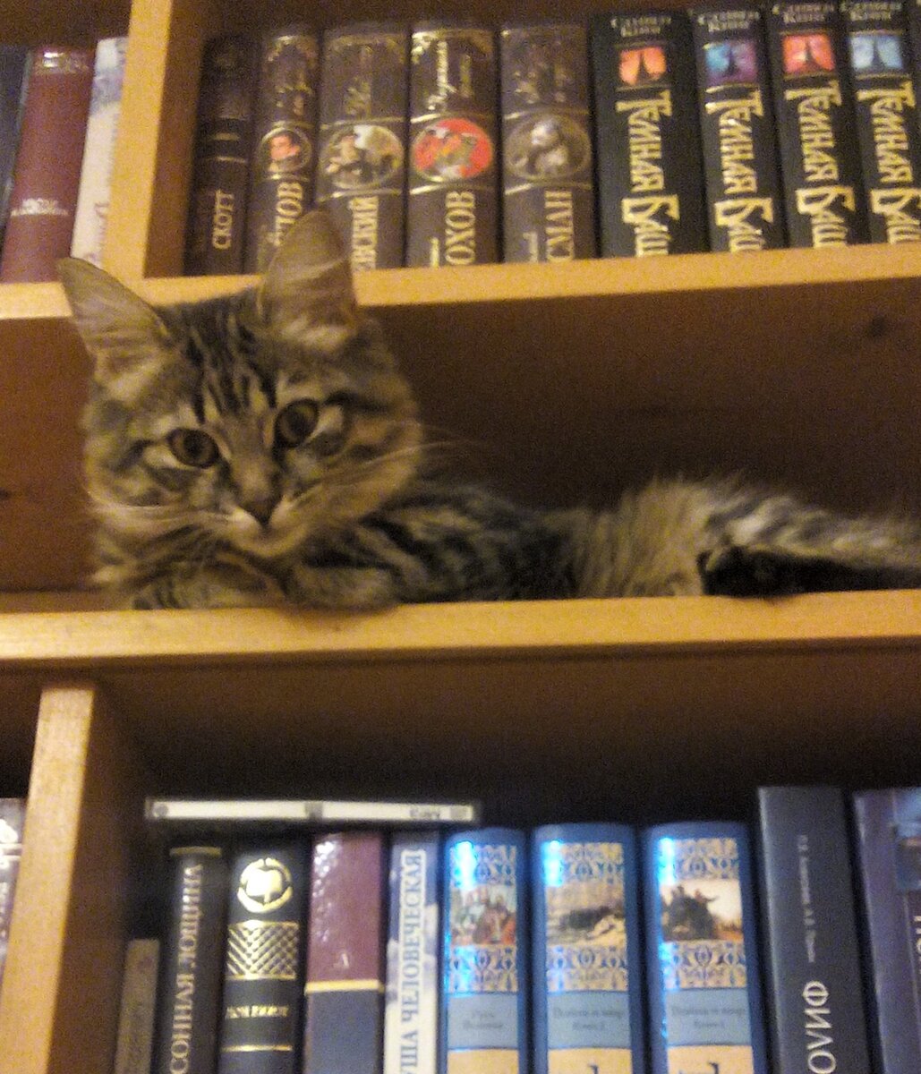 Когда Маруся была маленькой, она любила отдыхать между книжных полок, так что пыли там не было. Теперь ей там тесновато (архивное фото автора блога)