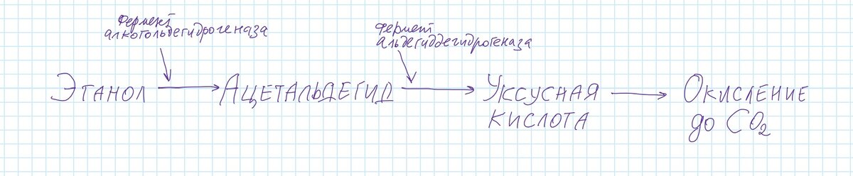 Вот какой процесс утилизации спирта из любого алкогольного напитка обеспечивает наш организм. Кроме того, этанол вызывает повышенное образование мочи. Это приводит к обезвоживанию. Поэтому и возникают головные боли, сухость во рту и ощущение усталости и прострации.