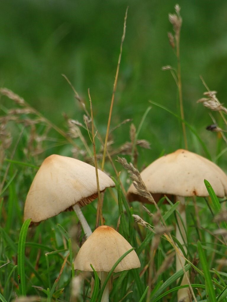 Симпатичные поганочки возле забора