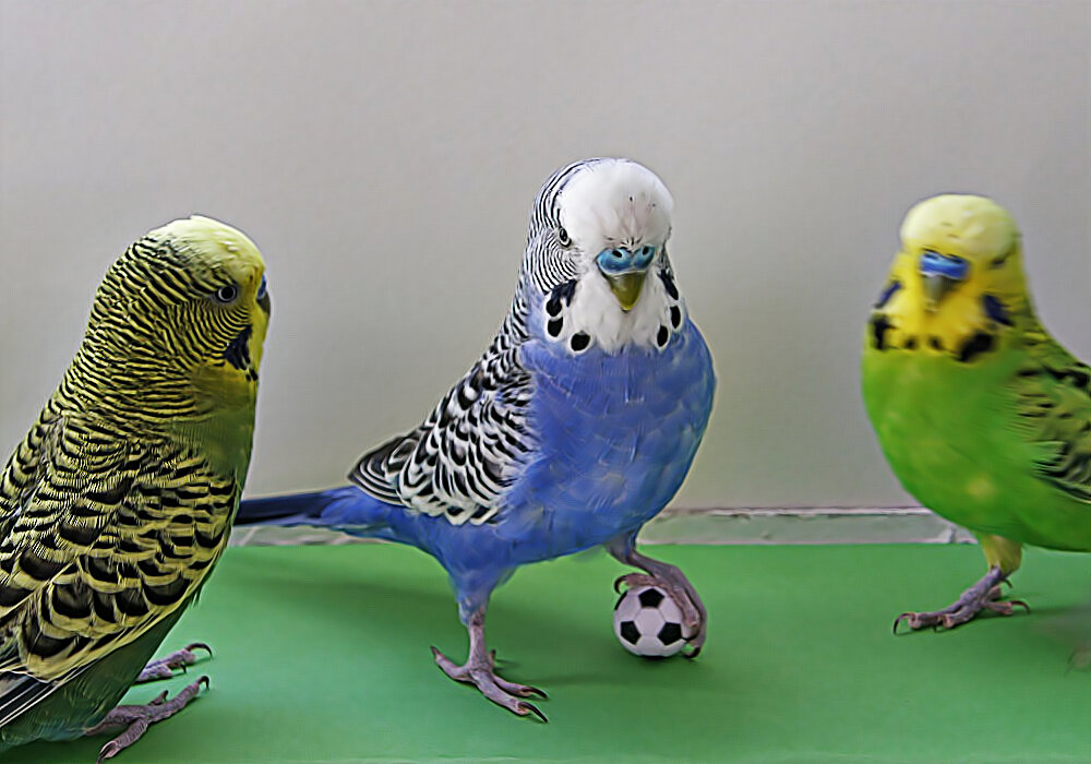 Источник фотографии lapku.ru