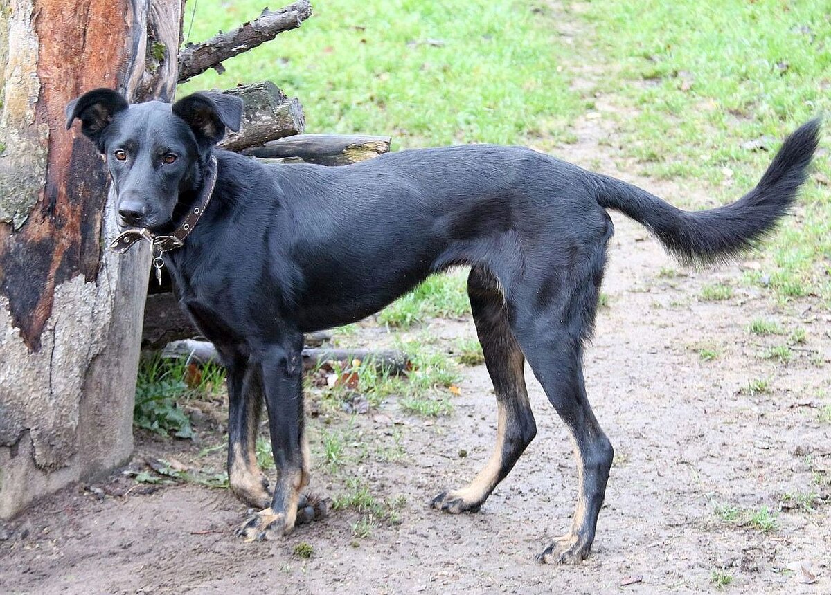 Ага пока не всегда правильно ставит лапу
