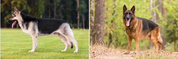 Слева ВЕО, справа НО