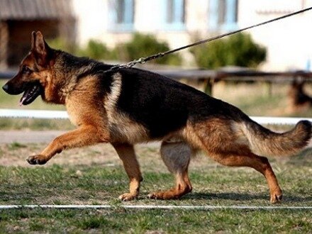 Верный пёс на службе