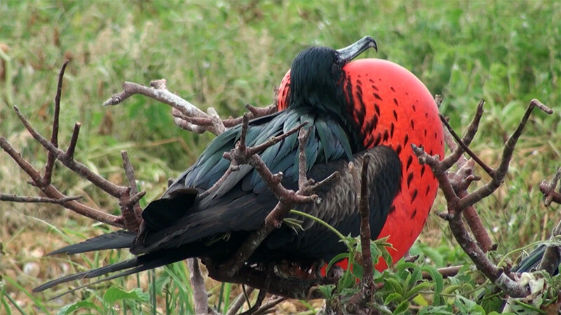 Красавец-мужчина