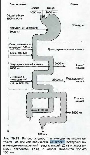 Врач объяснила, почему пить воду во время еды вредно для организма