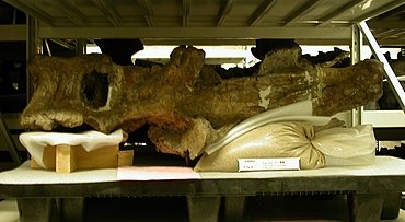 Лукас также обнаружил гигантскую часть бедренной кости возле позвонка, которая, возможно, также принадлежала этому динозавру. По некоторым данным, она составляла около 4,6 метра.