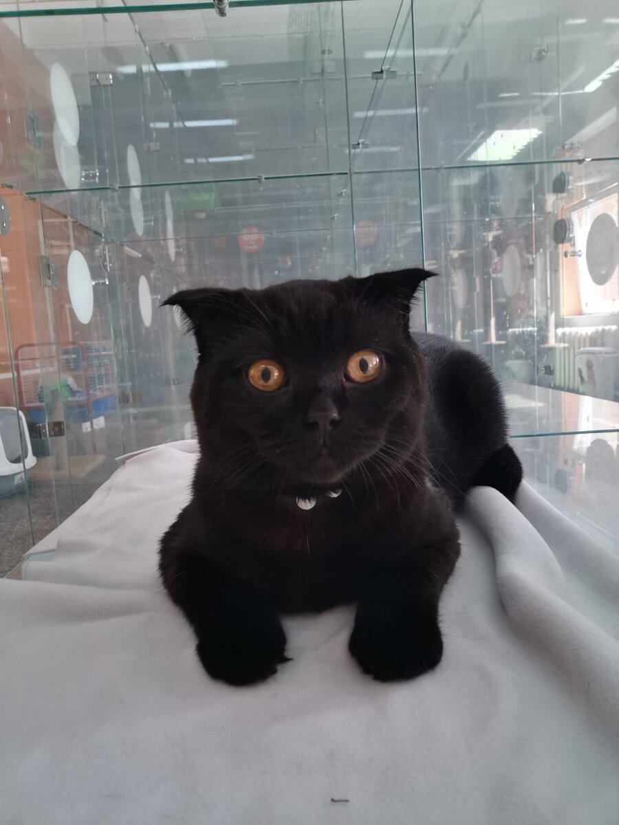 Фото отчёт из кошачьей гостиницы от Ричи