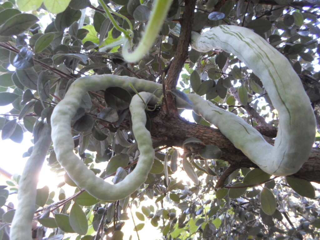 Трихозант  змеевидный во всей красе!