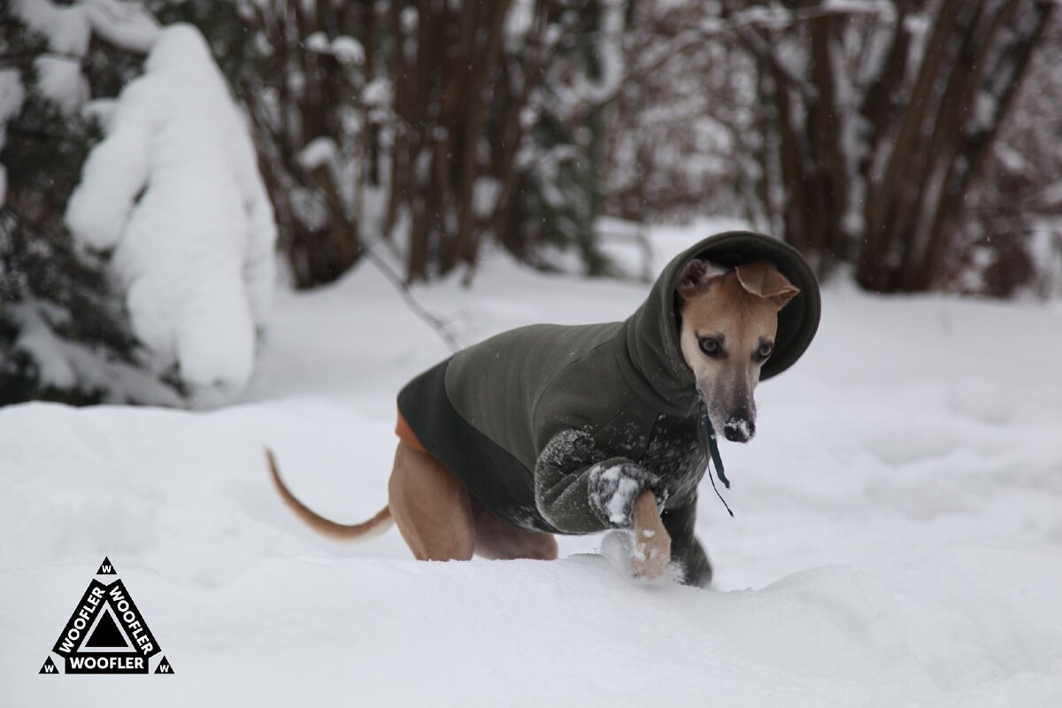 Толстовка Woofler Base согревает собаку в сухую морозную погоду