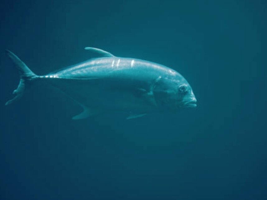 Изображение с фотостока istockphoto