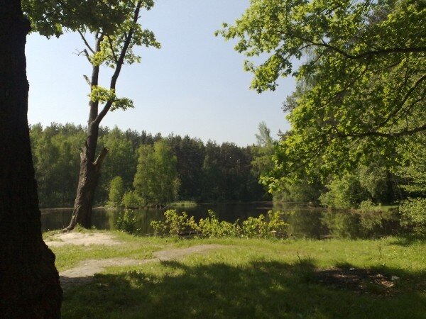 ОГО это Одинцовский городской округ и само собой разумеется ,что в Одинцово и в лесу рядом с ним растут разнообразные грибы.
БХГ-Байки Хромого Грибника.-2