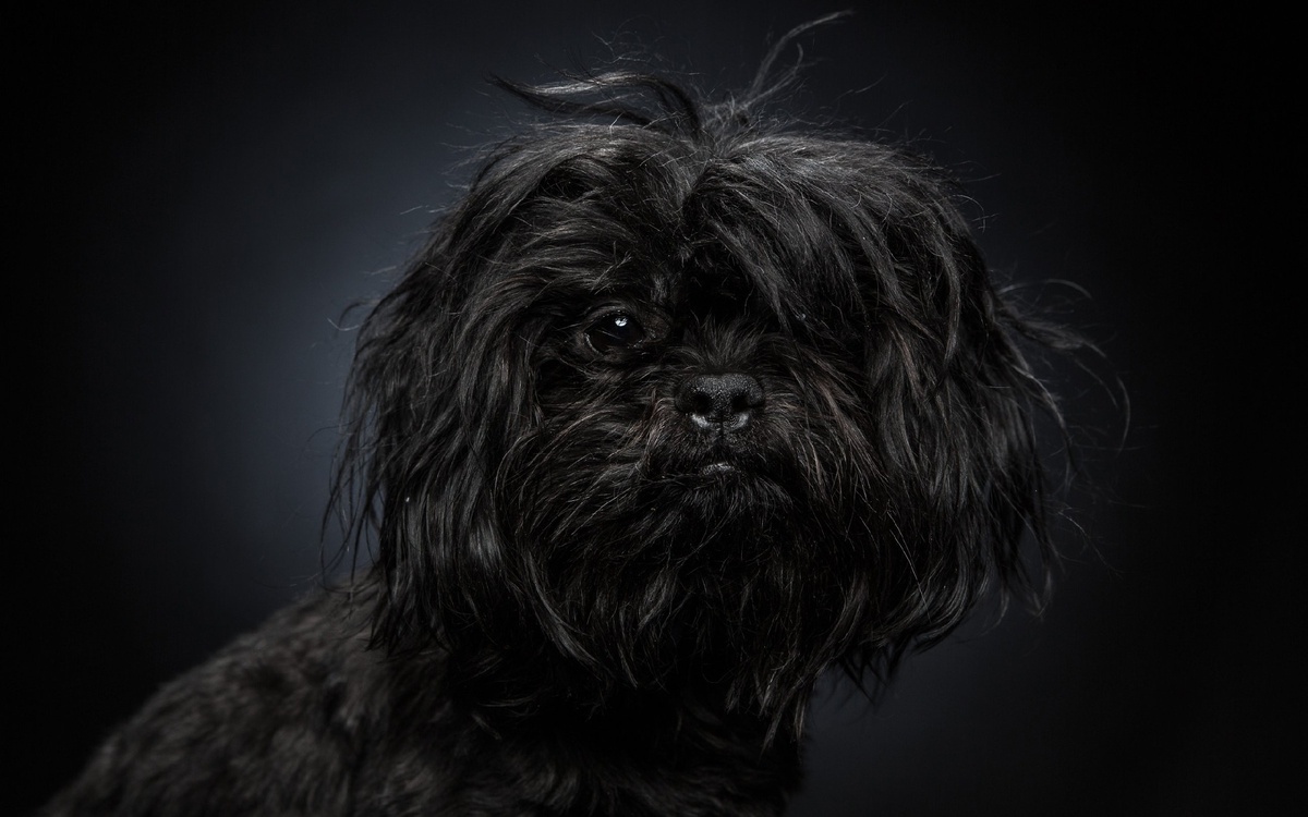 Аффенпинчер